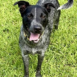 Photo of Pepper, adoptable Blue Heeler in Carmel, New York