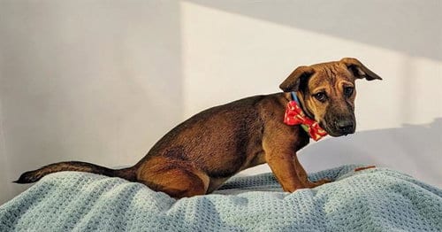 Photo of Birdie, adoptable Pit Bull Terrier in Thousand Palms, California