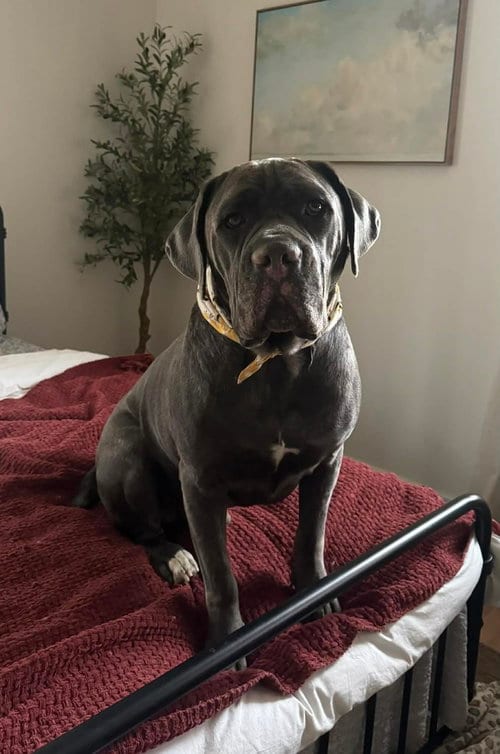 Photo of Hendrix (NY), adoptable Cane Corso Mastiff in New York, New York