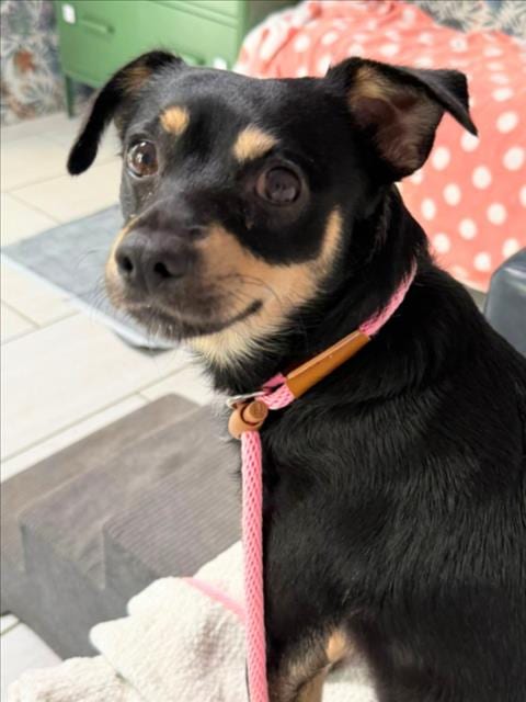 Photo of Meowth, adoptable Chihuahua in Woodland, California