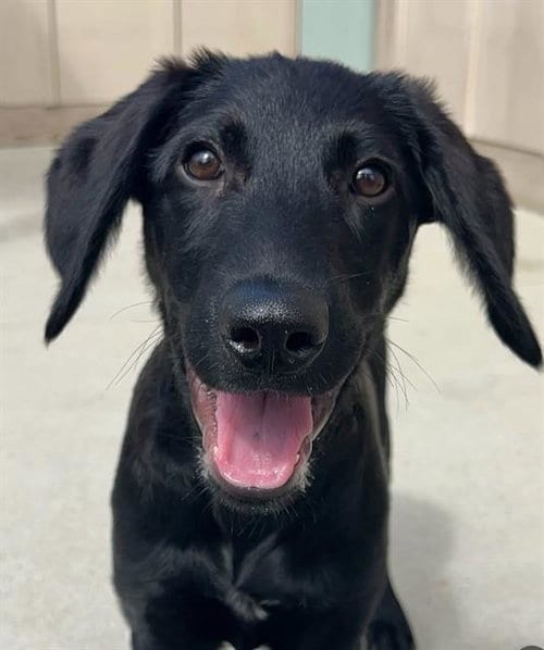 Photo of Bear, adoptable Labrador Retriever in Santa Cruz, California
