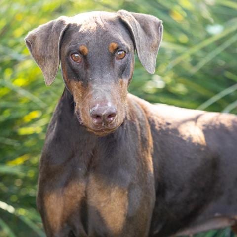 Photo of Birch, adoptable Doberman Pinscher in Camarillo, California