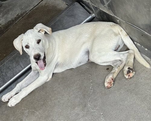 Photo of Billy, adoptable Labrador Retriever in San Bernardino, California