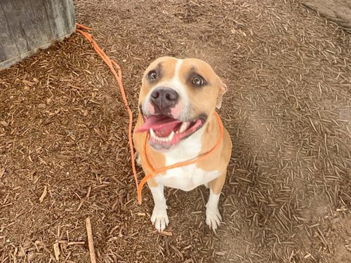 Photo of Empanada, adoptable Pit Bull Terrier in Orange, California