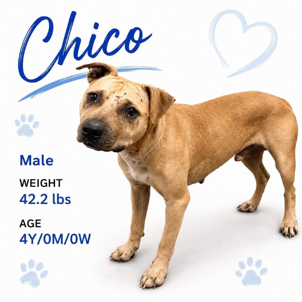 Photo of Chico, adoptable dog