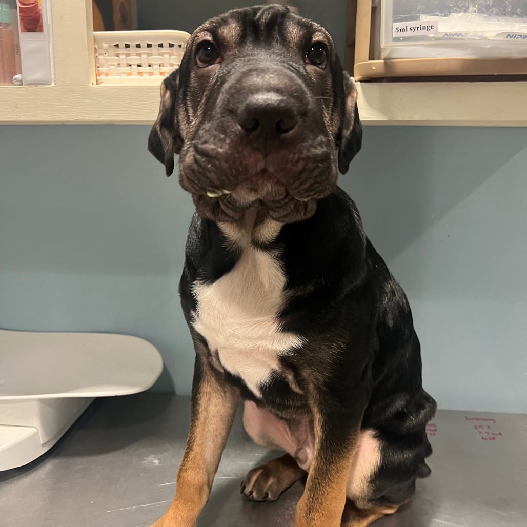 Photo of Sammich, adoptable Mixed Breed (Large) in Chattanooga, Tennessee