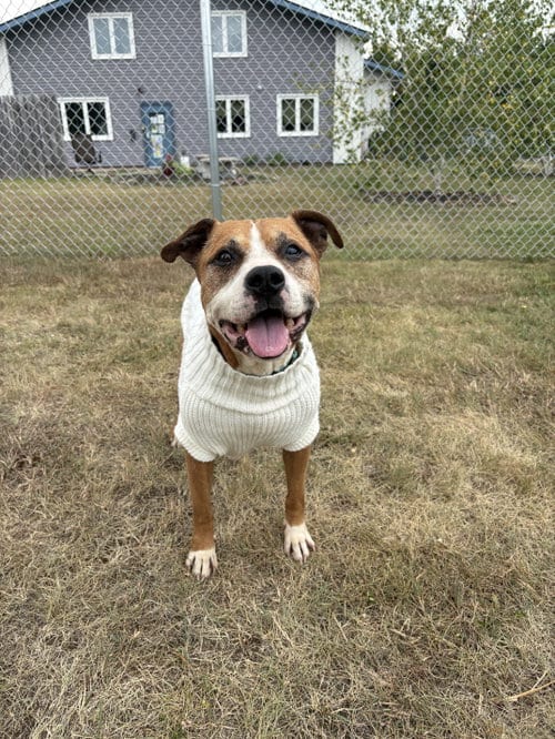 Photo of Copper, adoptable Pit Bull Terrier in Webster, Wisconsin