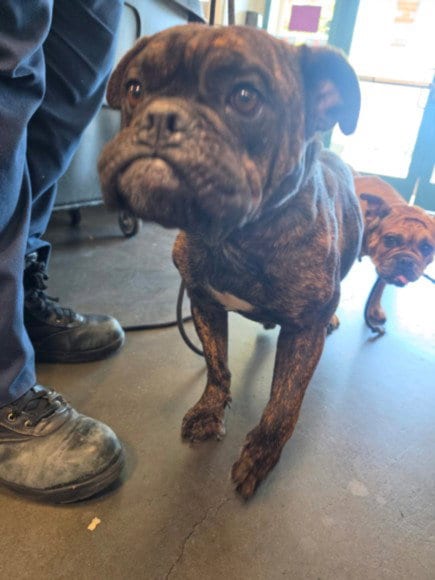 Photo of Dillon, adoptable Bulldog in Chatsworth, California