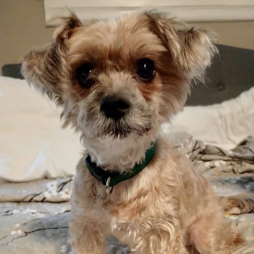 Photo of Max Blue, adoptable Yorkshire Terrier Yorkie in Spring Lake, North Carolina