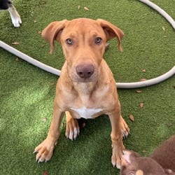 Photo of Denver 3755, adoptable Labrador Retriever Mixed Breed (Medium) in Loxahatchee, Florida