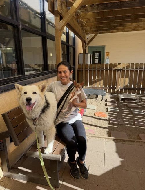 Photo of Nibla, adoptable Siberian Husky in Santa Maria, California