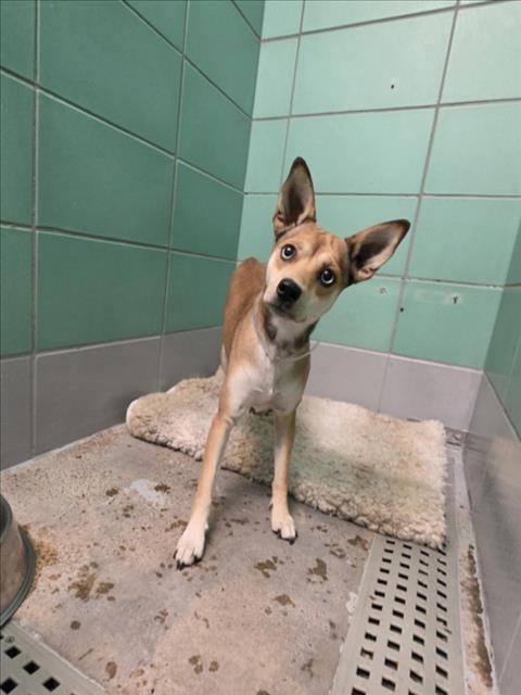 Photo of Little Bit, adoptable Chihuahua in Houston, Texas