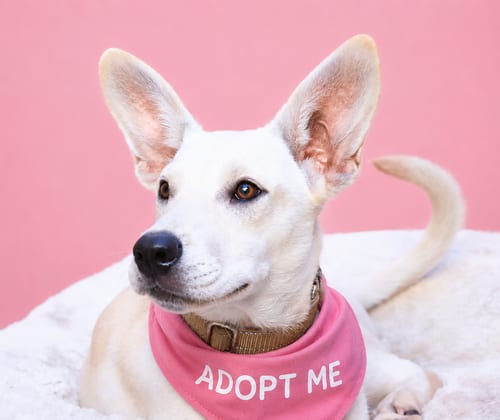 Photo of Snowy N, adoptable Labrador Retriever in Inglewood, California