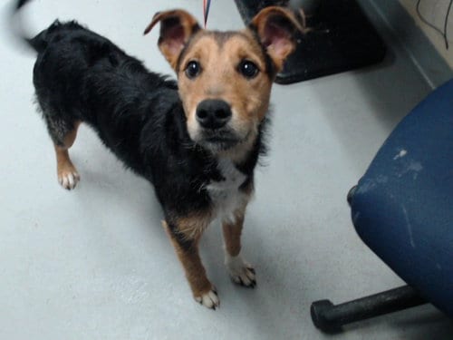 Photo of Shockwave, adoptable Wirehaired Fox Terrier in Fayetteville, North Carolina