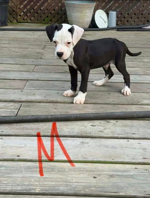 Photo of Moose, adoptable Bulldog in Osgood, Indiana