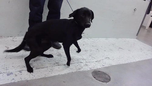 Photo of Adriana, adoptable Flat-coated Retriever in Houston, Texas
