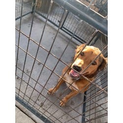 Photo of Fox, adoptable Mixed Breed (Medium) in Baton Rouge, Louisiana