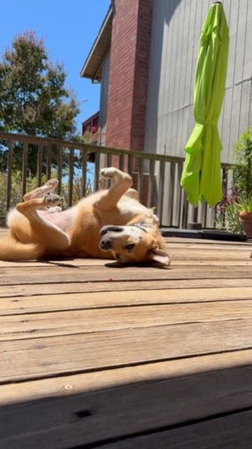 Photo of Diesel, adoptable Labrador Retriever in ROSEVILLE, California