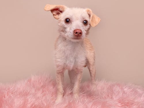 Photo of Paisley, adoptable Jack Russell Terrier in Romoland, California