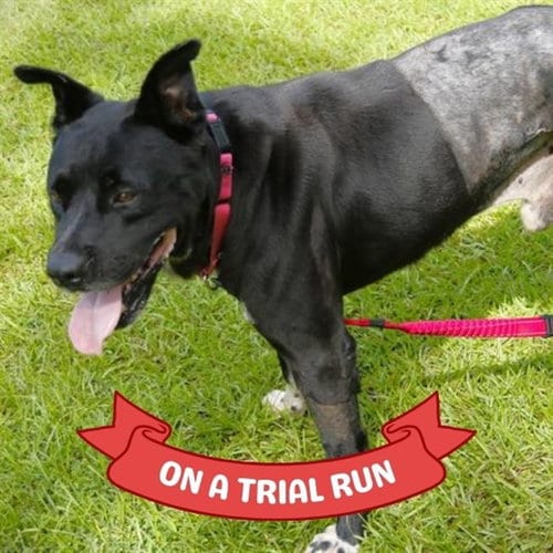 Photo of Pogo, adoptable Labrador Retriever in Tallahassee, Florida