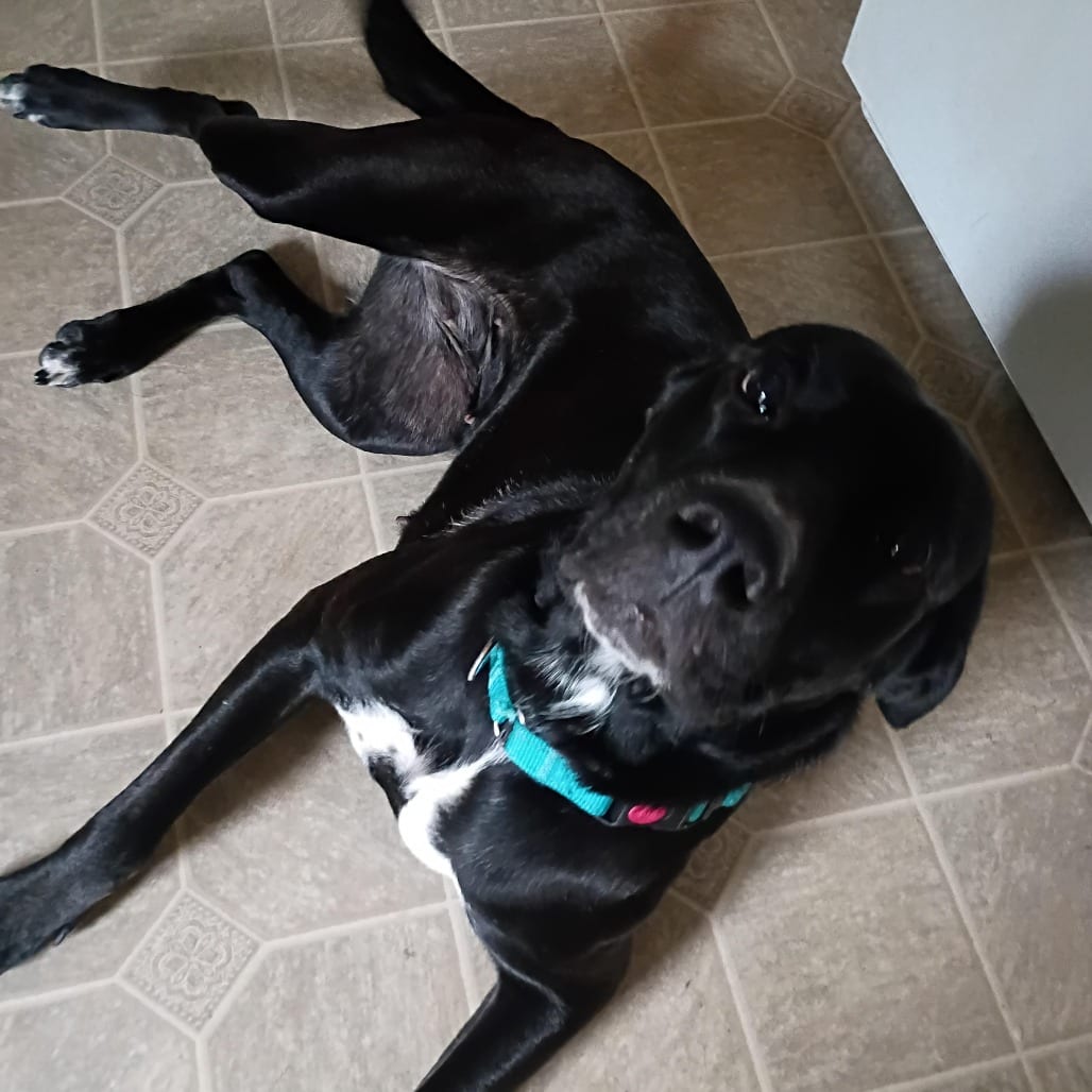 Photo of Coco D12300, adoptable Great Dane / Retriever, Labrador in Princeton area, Minnesota
