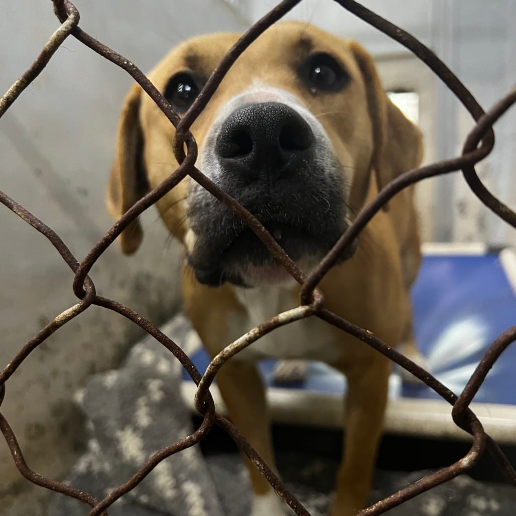 Photo of Mac @ Foster, adoptable Mixed Breed (Medium) in Summerville, South Carolina