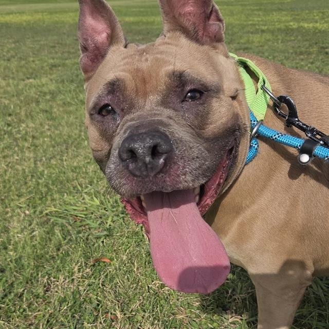 Photo of Stormy, adoptable dog