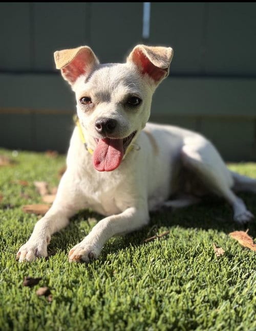 Photo of Lupita, adoptable Chihuahua in Santa Barbara, California