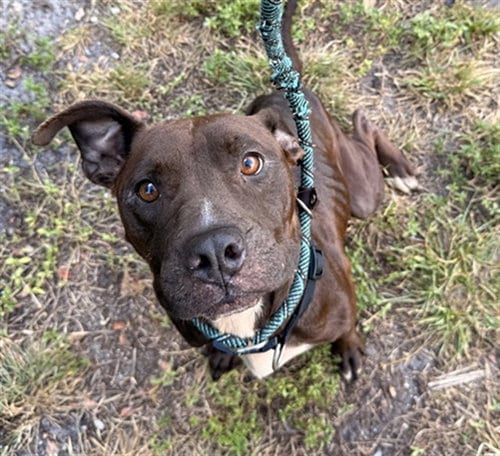 Photo of Covey, adoptable American Pit Bull Terrier in Fort Lauderdale, Florida