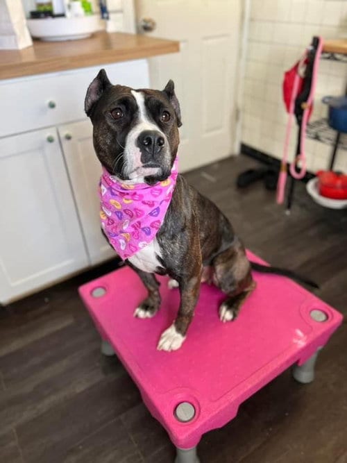 Photo of Penelope, adoptable American Staffordshire Terrier in St. Ann, Missouri