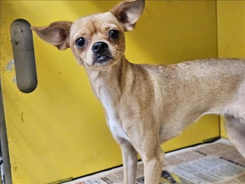 Photo of Fang, adoptable Chihuahua in Los Angeles, California