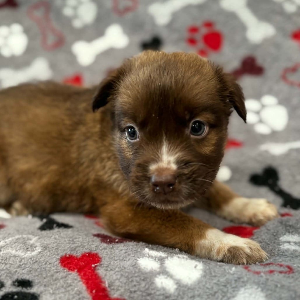 Photo of Kimberly pup - Buffy, adoptable Cattle Dog, Australian (Red Heeler) / Mix in Fairfax Station, Virginia