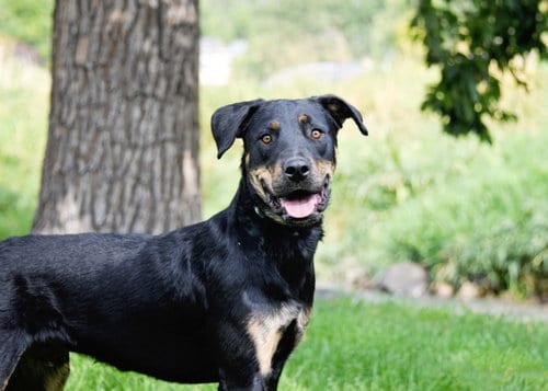 Photo of Marcellus, adoptable Rottweiler in Sandy, Utah