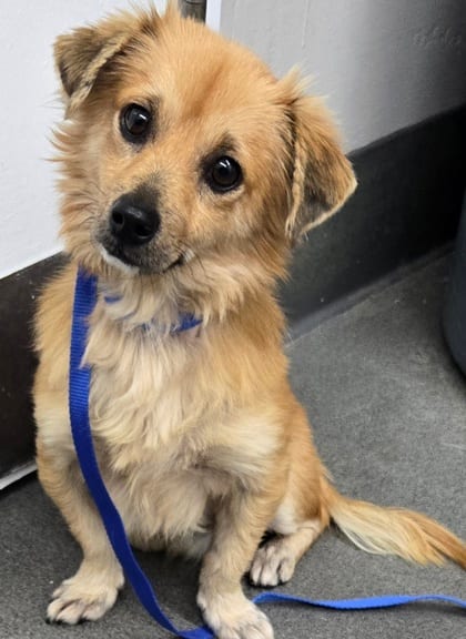Photo of Sharky, adoptable Chihuahua, Short Coat/Mix in Bakersfield, California