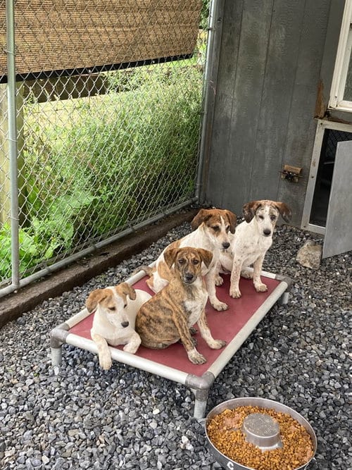 Photo of Hound Mix Pups Boys, adoptable Plott Hound in Unionville, Pennsylvania