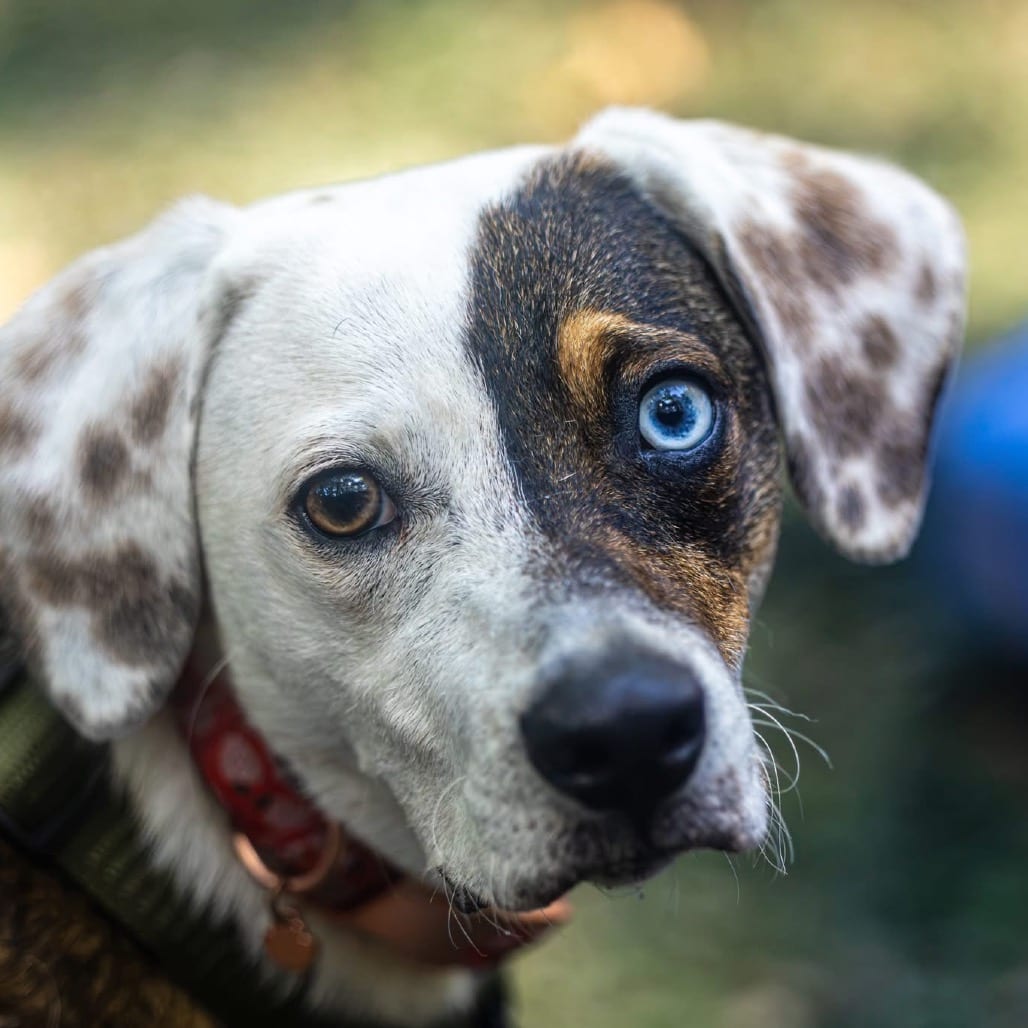 Photo of Funfetti, adoptable Mixed Breed (Medium) in Decatur, Georgia