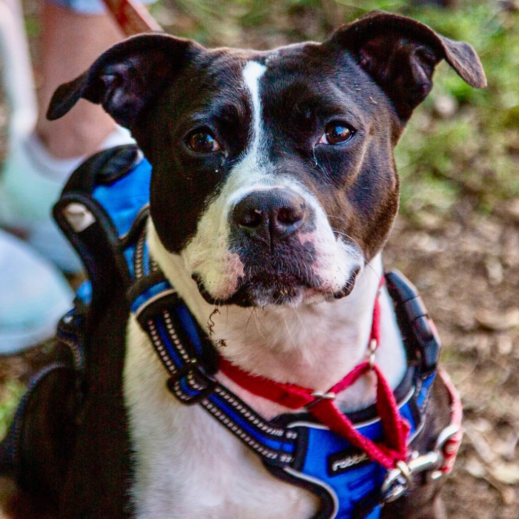 Photo of Lady Luck, adoptable Mixed Breed in Bloomfield, Connecticut