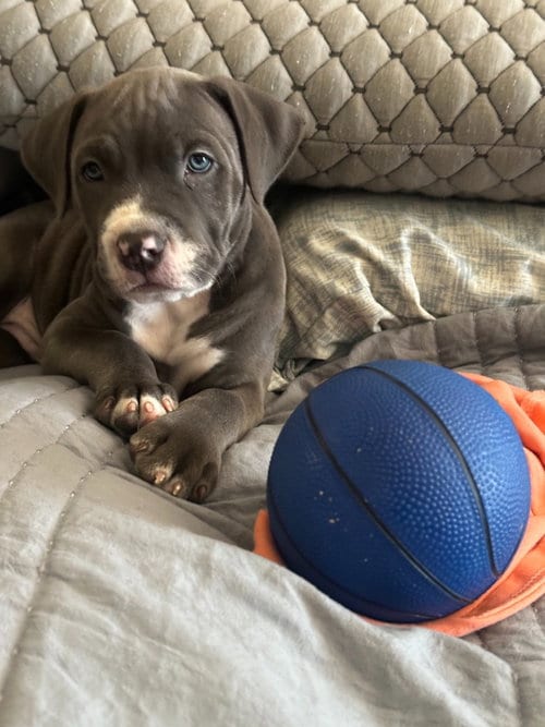 Photo of Jason Voorhees, adoptable Pit Bull Terrier in Phoenix, Arizona