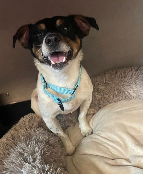 Photo of Autumn (AKA Autumnwood), adoptable Rat Terrier in Columbia, Tennessee