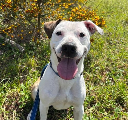 Photo of Roo, adoptable American Pit Bull Terrier in McKinleyville, California