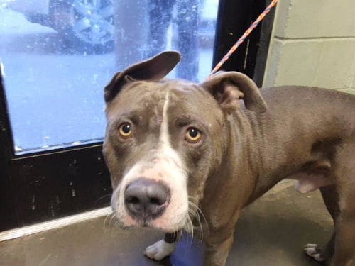 Photo of Lo-Jax, adoptable Pit Bull Terrier in Tulsa, Oklahoma
