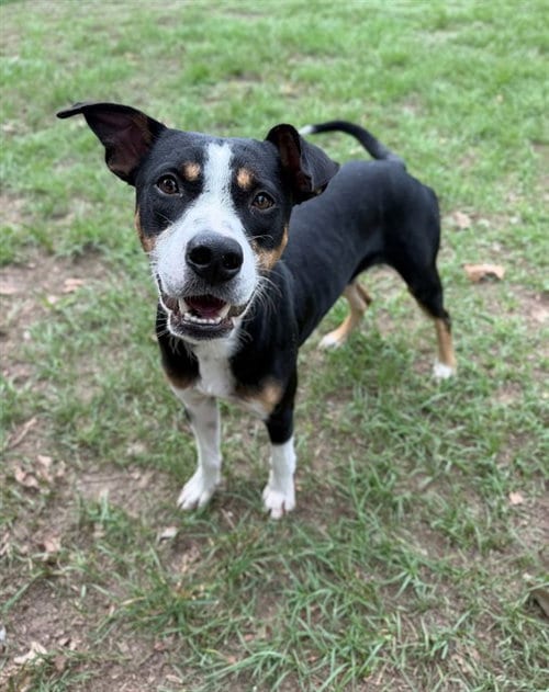 Photo of Kravitz, adoptable Pit Bull Terrier in Conroe, Texas