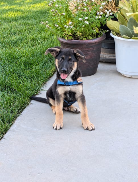 Photo of Champ, adoptable German Shepherd Dog in MIDWAY, Utah