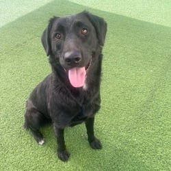 Photo of Archie 2561, adoptable Mixed Breed (Medium) in Loxahatchee, Florida