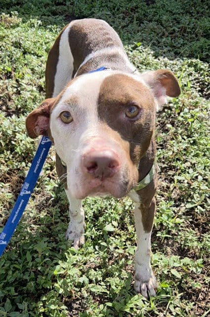 Photo of Champ, adoptable American Staffordshire Terrier in Fort Lauderdale, Florida