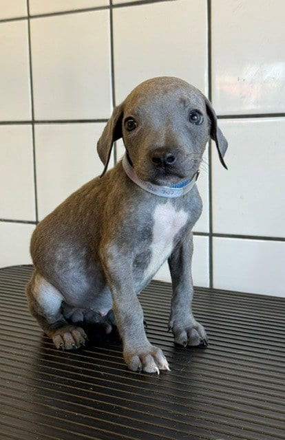 Photo of Skittles, adoptable Pit Bull Terrier in Downey, California