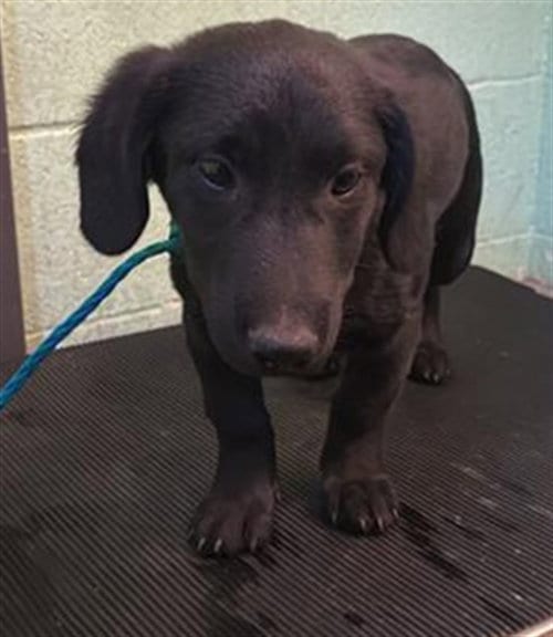 Photo of Pup 5, adoptable Miniature Schnauzer in Sacramento, California