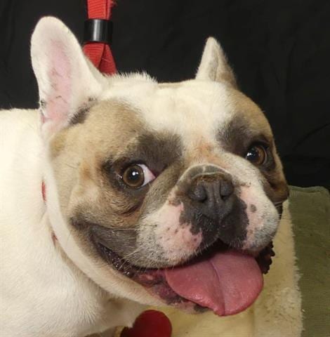 Photo of Gaston, adoptable French Bulldog in Ukiah, California