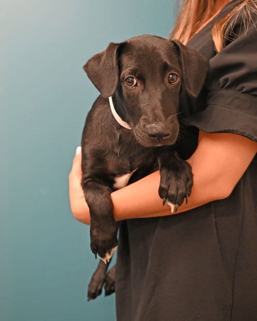 Photo of Noah, adoptable Unknown breed in Rancho Santa Fe, California