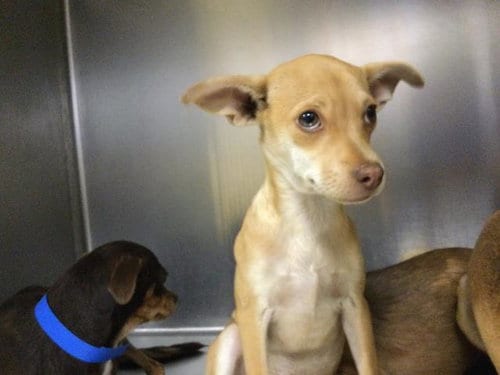 Photo of Vice, adoptable Chihuahua in Riverside, California